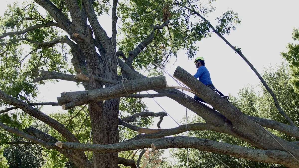 Professional Crown Thinning performed by certified arborists in Holloway