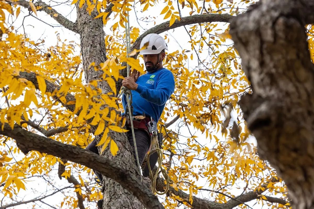 Skilled Tree Planing crew working in Holloway