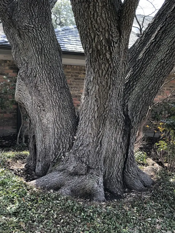 Mature heritage tree close to a Holloway property cared for by certified arborists